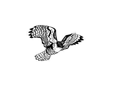 Flying Eagle Logo Design