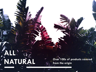 All Natural branding design gradient graphic design natural poster typography vector