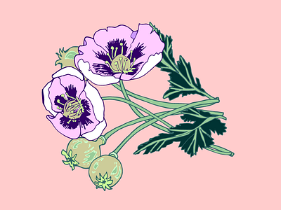 Poppies flowers illustrator vector