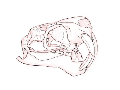 Beaver Skull Linestudy digital painting photoshop study