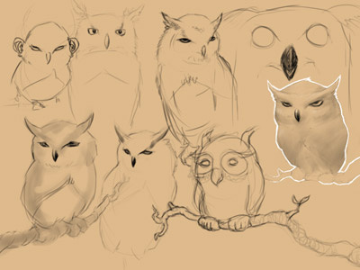 Owls birds digital painting ears owls photoshop