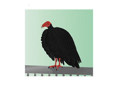 Another Vulture animals art beak birdofprey blackbird buzzard character design eye feathers illustration illustrator minimal vector vulture