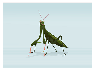 Mantis animal art bugs character color cute design illustration illustrator mantids mantis prayingmantis vector