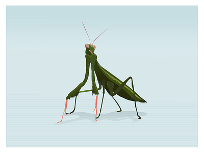 Mantis