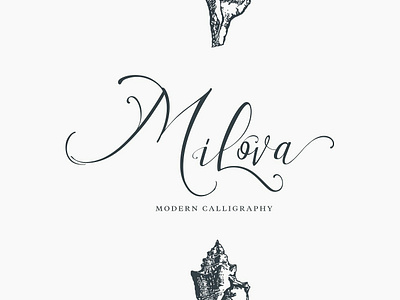 Milova | Modern Calligraphy font branding calligraphy elegant feminine font fonts collection handwritten lettering logo logo font logo typography modern modern calligraphy modern calligraphy font signature simple stylish typeface typography wedding