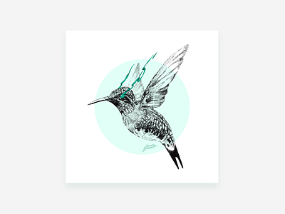 Colibri illustration