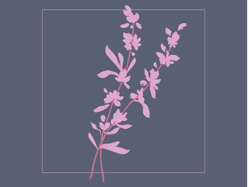 Little Brittons Lavender purple book editorial branding lavender cbd illustration