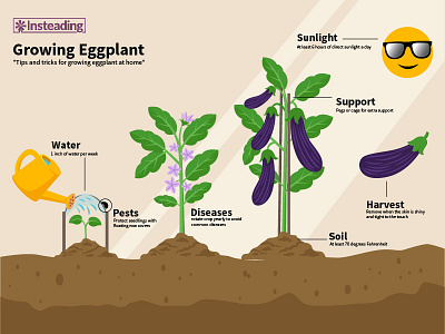 Growing Eggplant eggplant fruits info infographic purple vector vegetable
