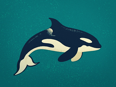 Orca blackfish illustration killer whale orca vector