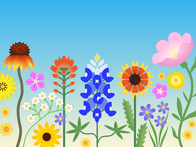 Wildflowers austin bluebonnet floral flowers illustration texas wildflowers
