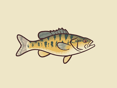 Guadalupe Bass animals bass fish illustration texas