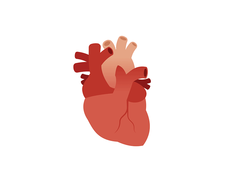 lub-dub-lub-dub beat biology heart medical