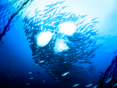 FTM - Overfishing dead fishing fishing industry follow the money news overfishing skull tuna
