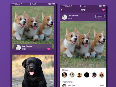 Pet app design ios pet pet app