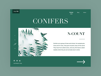 WEB_Conifers branding design green interface sketch typography ui ux web