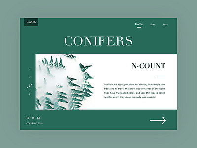 WEB_Conifers