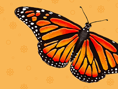 Monarch Butterfly Illustration animal art animal illustration botanical illustration butterfly floral design floral illustration ipadproart ipadprocreate monarch butterfly