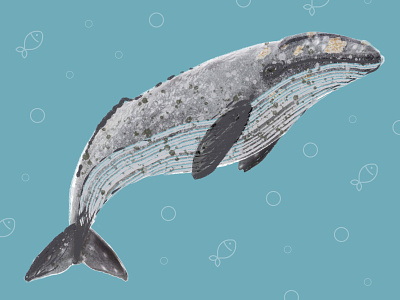 Gray Whale Illustration animal illustration design gray whale illustration ipadproart maritime nautical ocean life oceanic procreate art underwater water whale