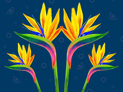 Bird of Paradise Flower bird of paradise botanical art botanical illustration design floral design flower design flower illustration illustration ipadproart procreate art