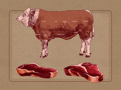Beef beef cow cuts illustration meat photoshop steak