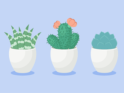 Succulents