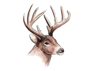 Deer Illustration deer illustration watercolor