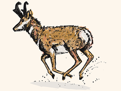 Antelope antelope digital illustration