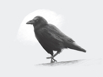 Crow Illustration black color crow design illustration minimal pixel procreate simple white