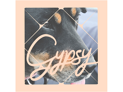 Gypsy V adobe adobe spark dog name for fun geometric graphic design gypsy lettering name puppy typography