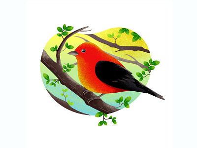 Passerine adobe bird design drawing illustration inspiration nature passerine personal project red sketch texture