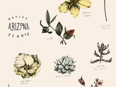 Botanical Poster arizona botanical design digital illustration poster