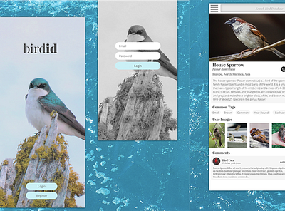 bird id bird birds blue montreal ui uiux