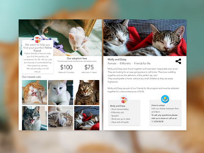 Feline friends adopt adoption animals cat cats montreal pets ui ux