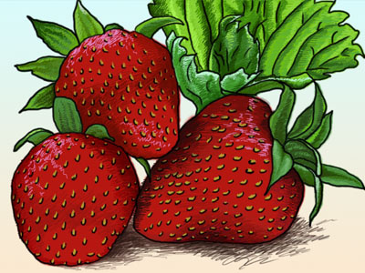 Strawberry adobe photoshop colorful digital painting. strawberry wacom