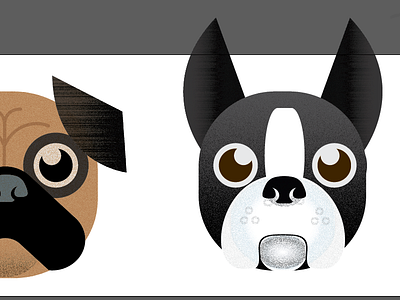 Buddy the boston terrier