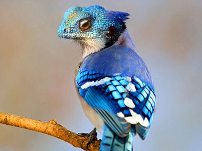 Blue jayzard