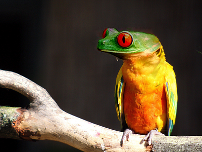 Red eyed frogitt