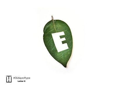 Letter E 36 days of type 36daysoftype abstract branding business ecology green leaf leaves letter lettere lettermark typee typography