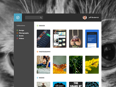 Collections | One Project a Day app cat collections design flat kitty meow minimal ui web