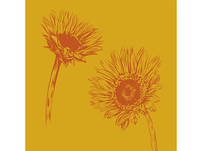 Sunflower Studies adobe fresco drawing flower illustration sunflower vector