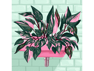 Pink Princess Philodendron Plant drawing flower illustration pink pink princess philodendron plant plant illustration plants procreate