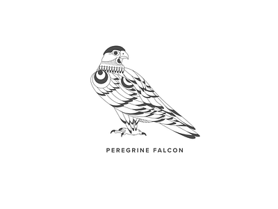 Peregrine Falcon