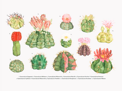 Lovely Cactus cactus cute flower green illustration vector watercolor