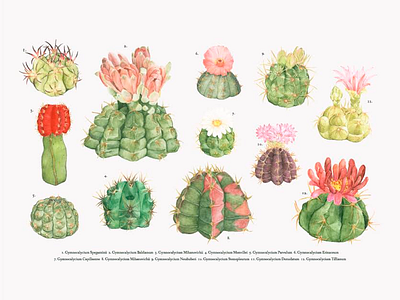 Lovely Cactus