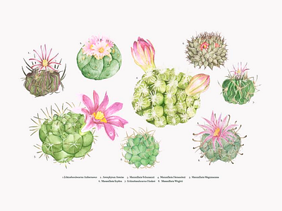 Lovely Cactus cactus flowers green illustration vector watercolor