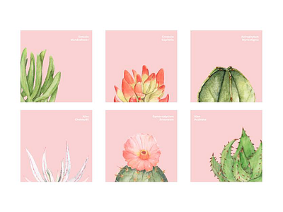 Lovely Cactus cactus flowers illustration pink vector watercolor