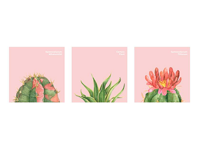 Lovely Cactus cactus flowers illustration vector watercolor