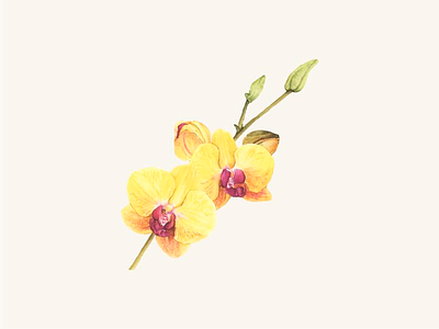 Watercolor flowers