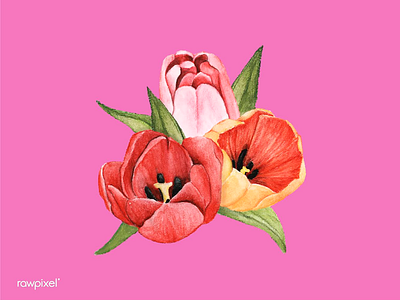 Watercolor flowers design flowers illustration pattern pink tulips vector watercolor