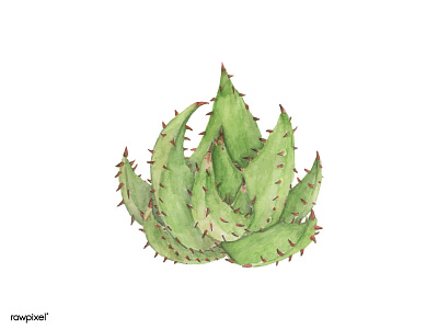 lovely Cactus